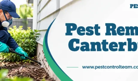 Pest Removal Canterbury by Pest Control Team