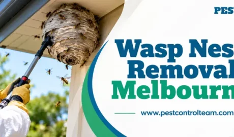 Wasp Nest Removal Melbourne