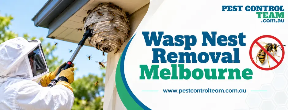 Wasp Nest Removal Melbourne